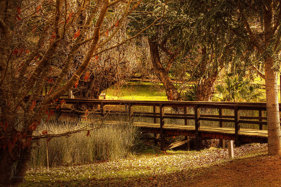Golden Valley Tree Park, Balingup, Western Australia 3 Photograph by Elaine Teague
