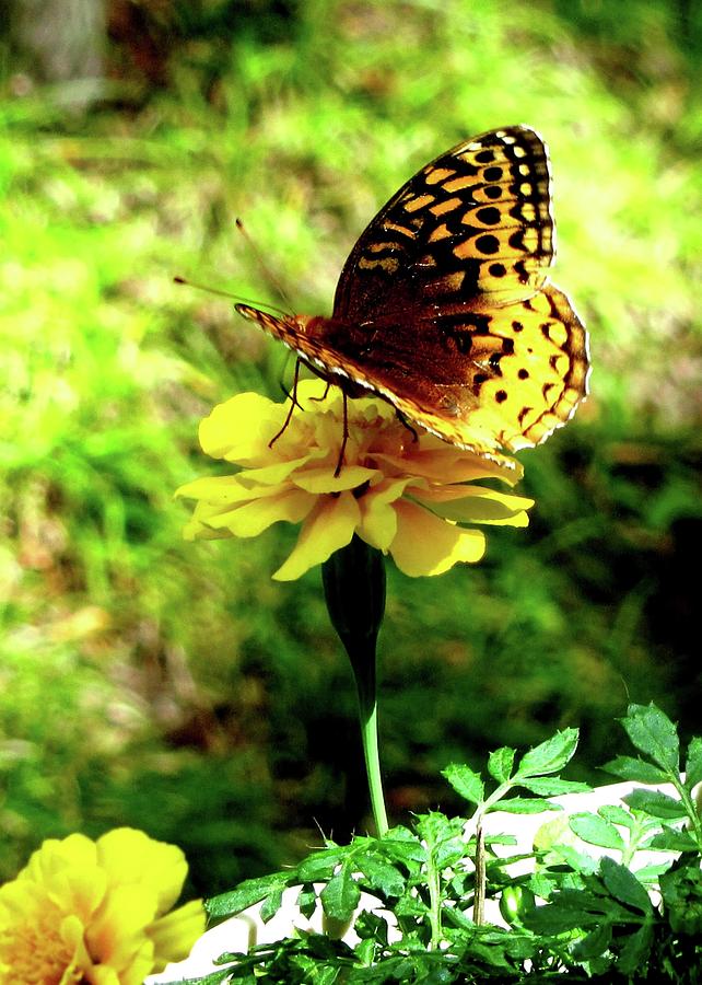 Golden Visitor On Marigold Photograph