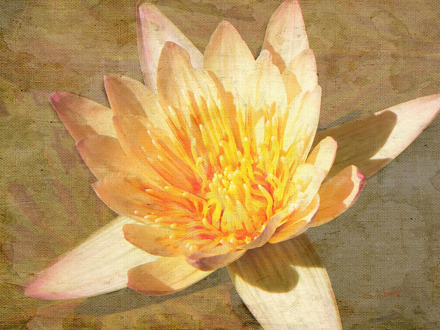 Flower Photograph - Golden Water Lily by Rosalie Scanlon