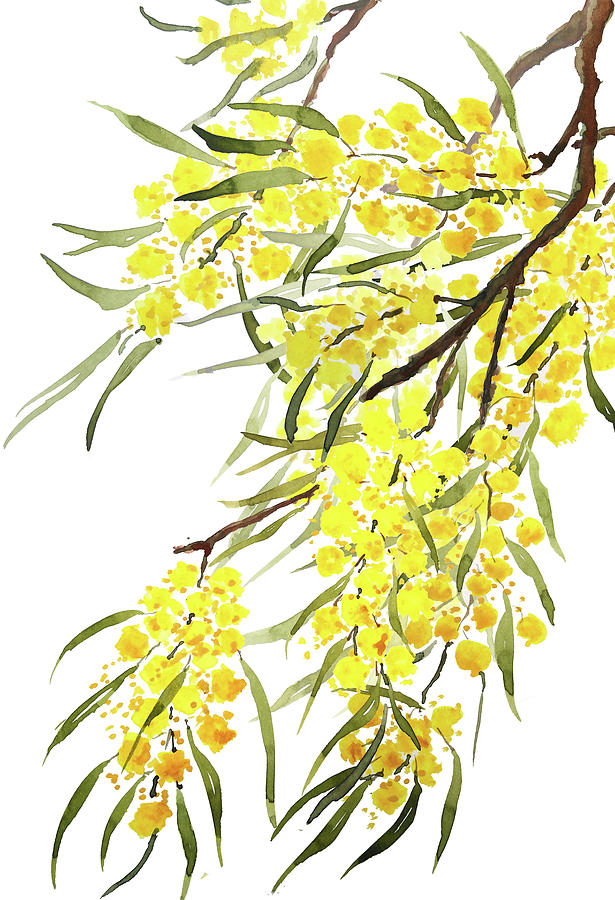 Acacia Pycnantha Painting - Golden Wattle flowers watercolor  by Color Color