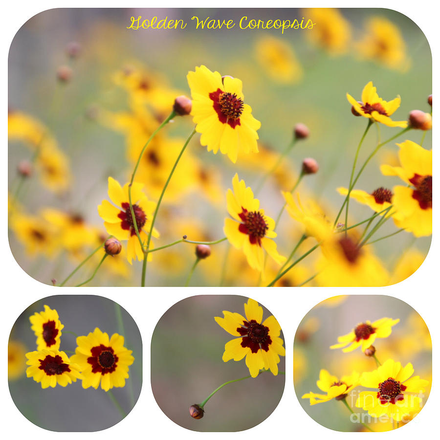 Coreopsis Photograph - Golden Wave Collage by Amy Steeples