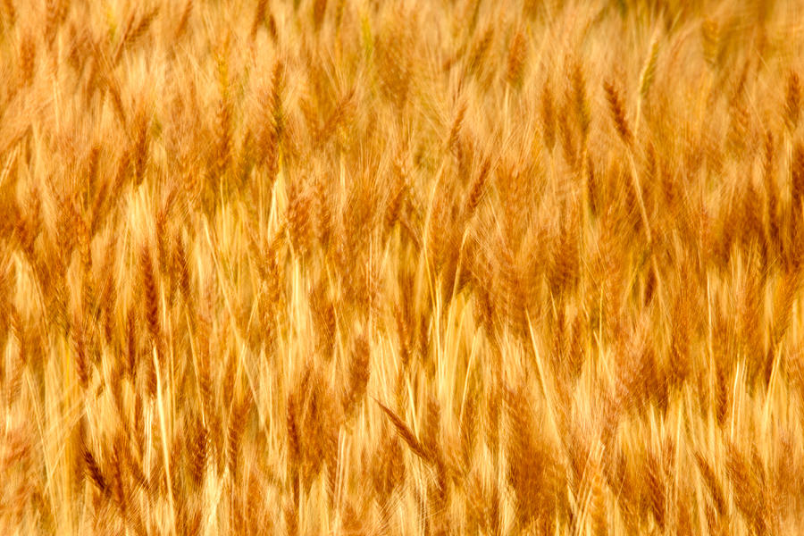 Golden Waves of Grain Photograph by Todd Klassy