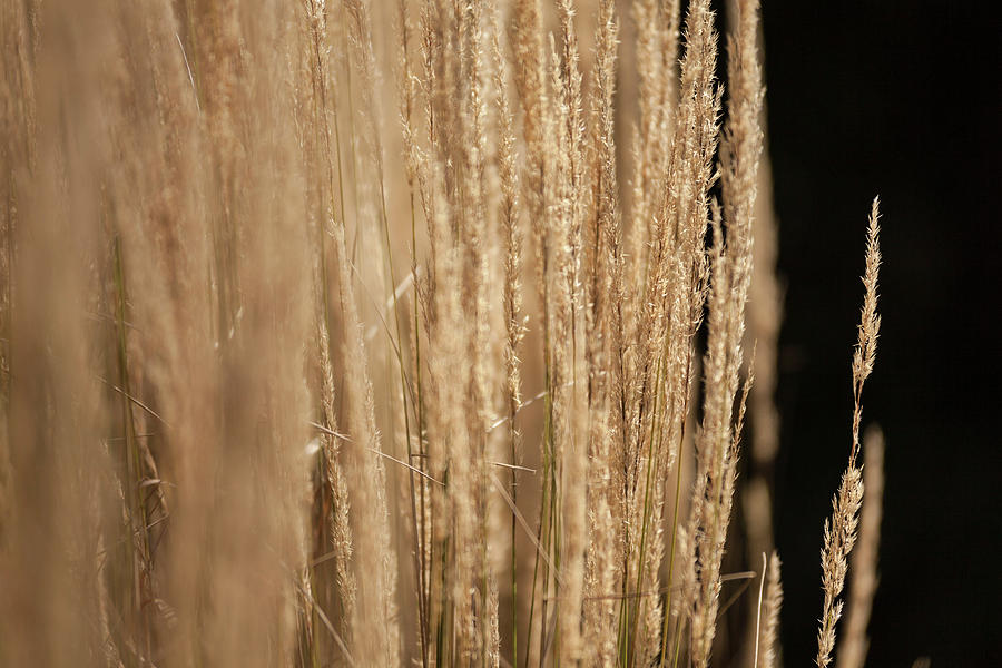 Wheat Photograph - Golden Wheat 1 by Mason Resnick