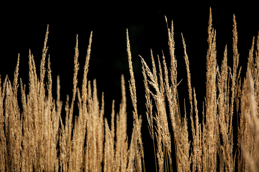 Wheat Photograph - Golden Wheat 2 by Mason Resnick