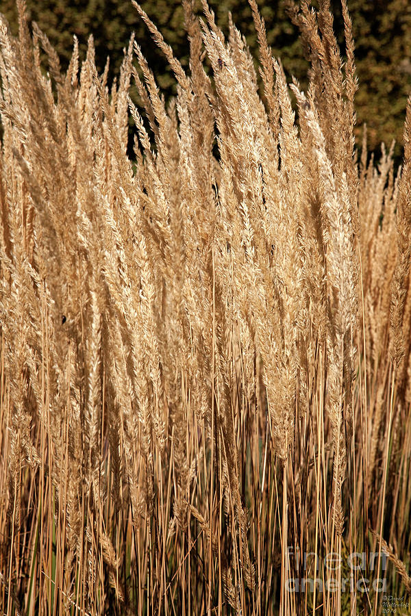 Golden Wheat Photograph by David Millenheft