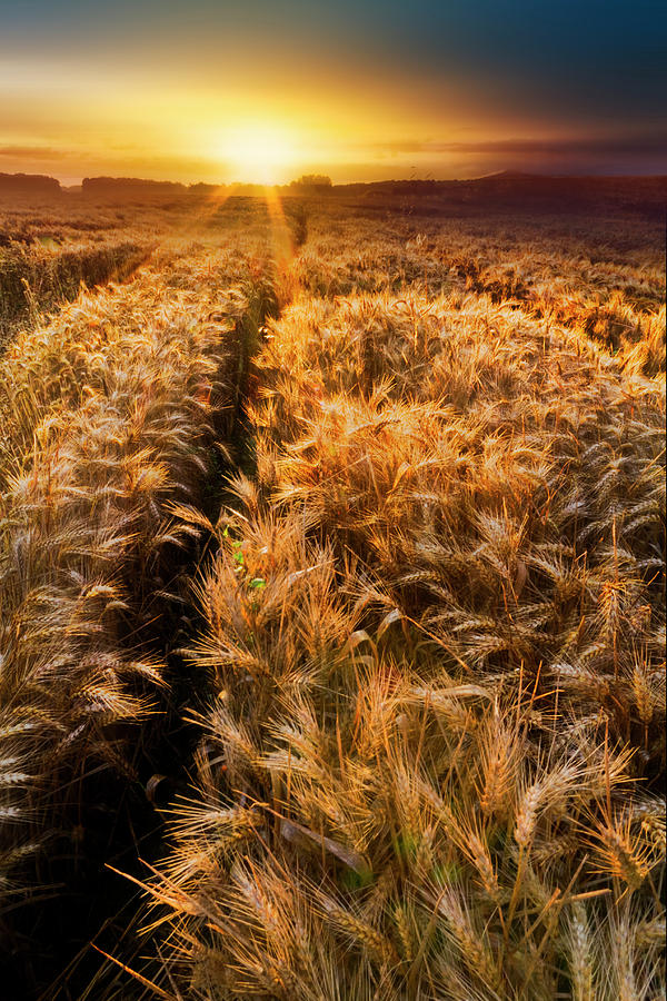 Golden Wheat Dreamscape Photograph by Debra and Dave Vanderlaan