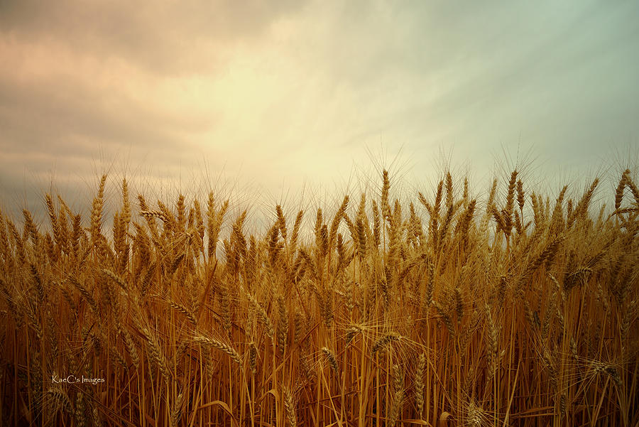 Golden Wheat Photograph by Kae Cheatham