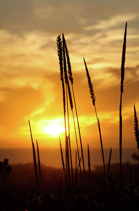 Golden Wheat Photograph by Kip Krause