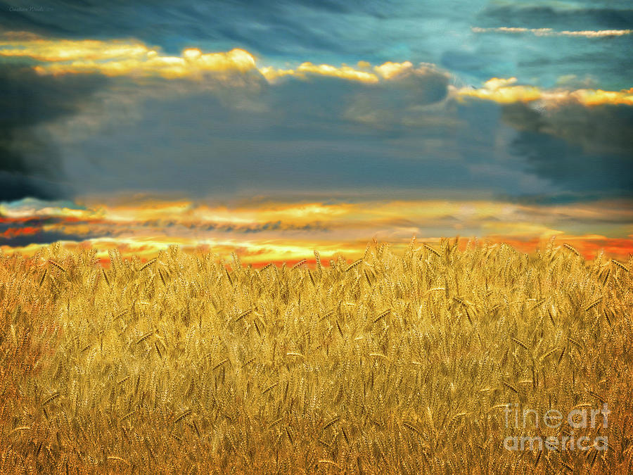 Golden Wheat Field Digital Art by Constance Woods