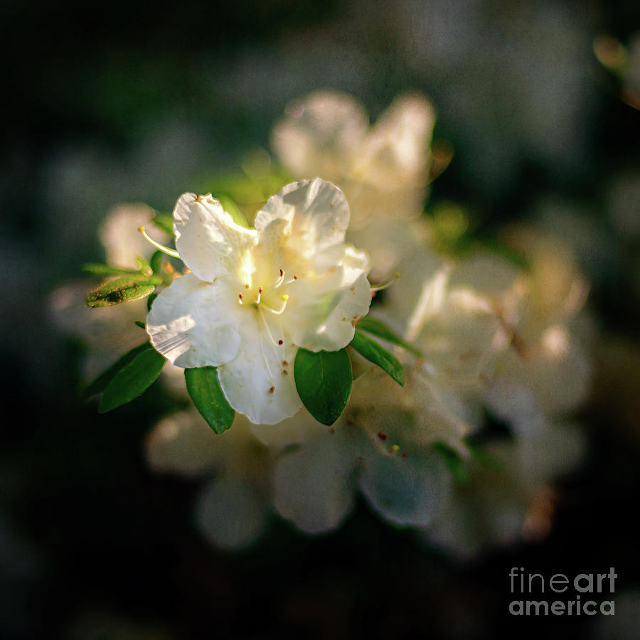 Golden White Azaleas Photograph by Tamyra Ayles