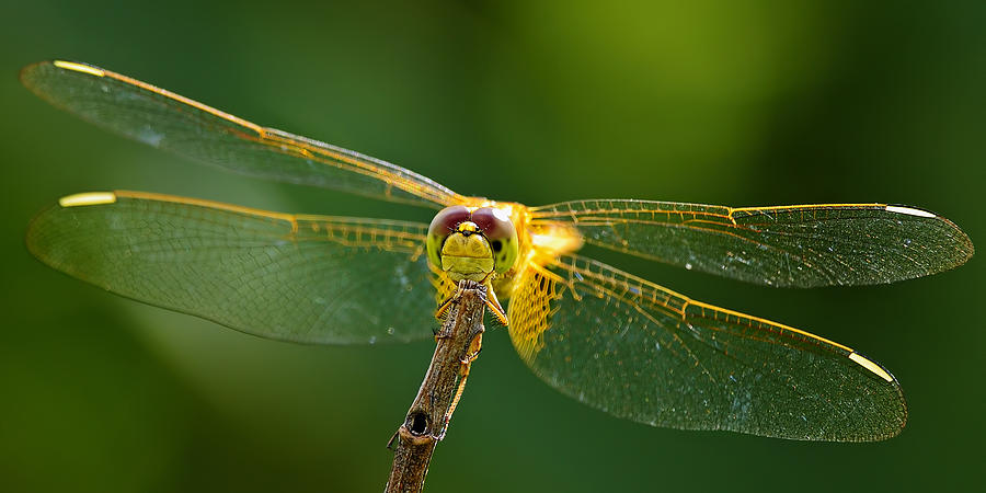 Golden Wing II Photograph by Bill Dodsworth
