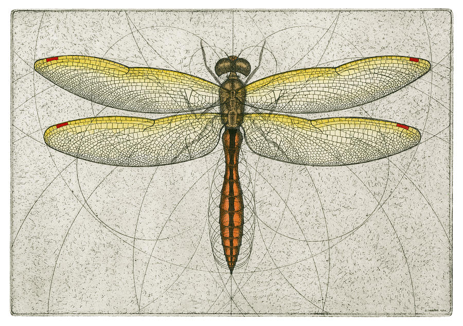 Golden Winged Skimmer Painting by Charles Harden