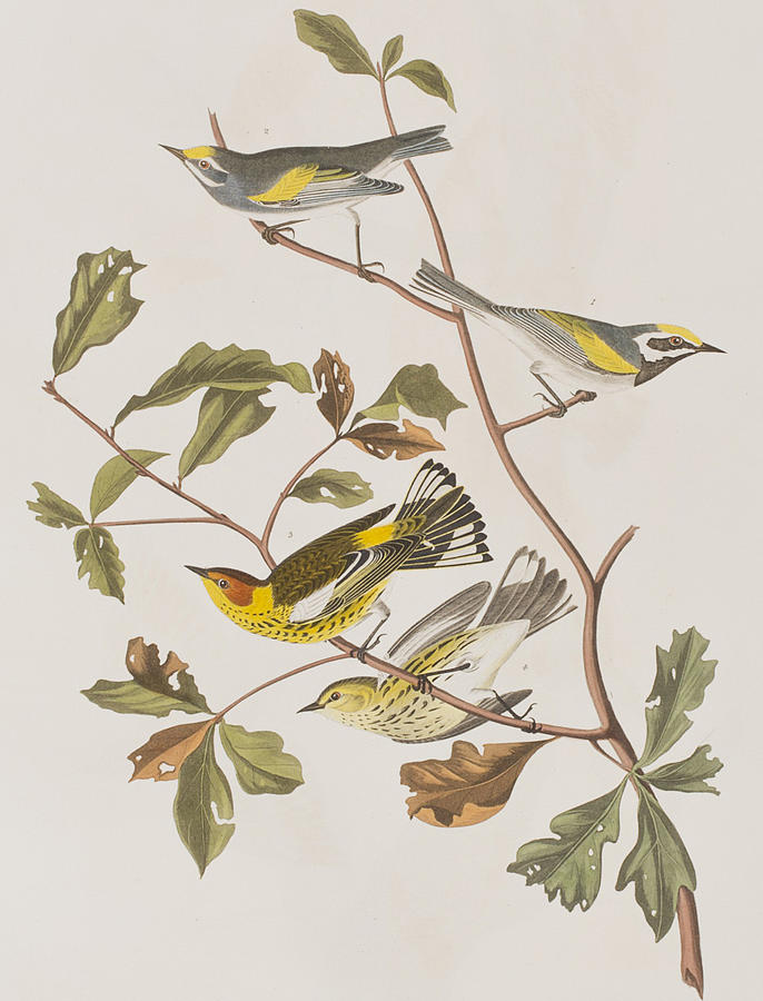 John James Audubon Painting - Golden winged Warbler or Cape May Warbler by John James Audubon