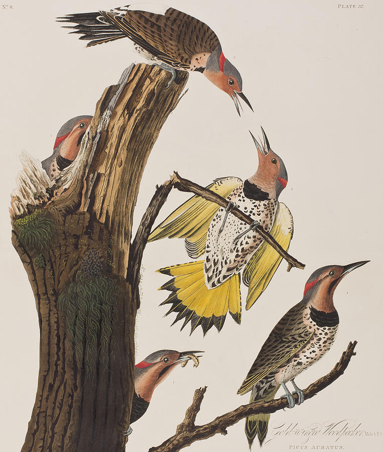 John James Audubon Painting - Golden-winged Woodpecker by John James Audubon