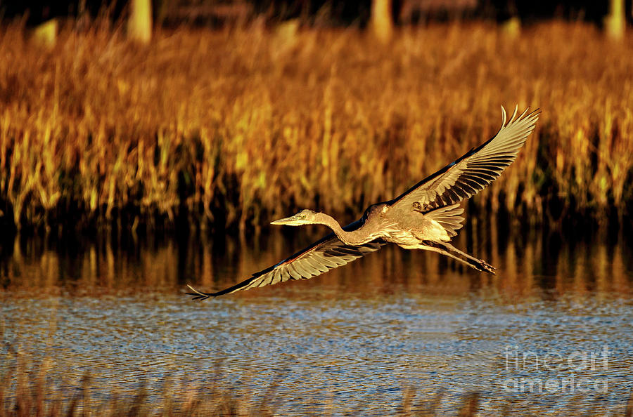 Golden Wings Photograph by DJA Images