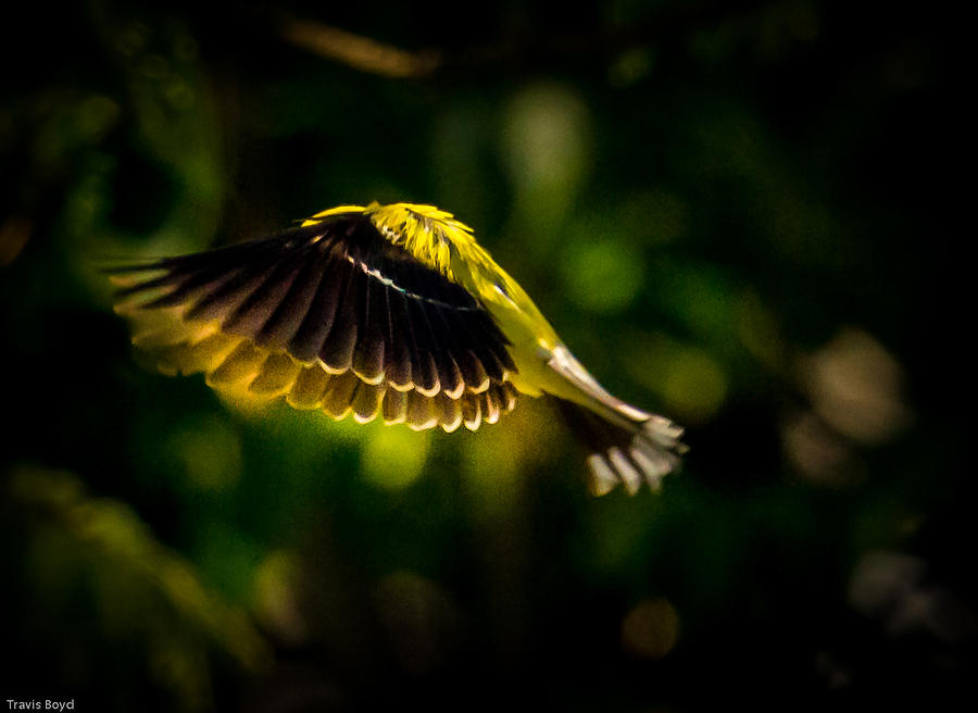 Golden Wings Photograph by Travis Boyd - Fine Art America