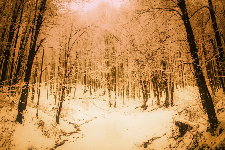 Golden Winter  Photograph by Mountain Dreams