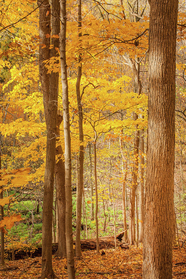 Golden Woods Photograph by Joni Eskridge