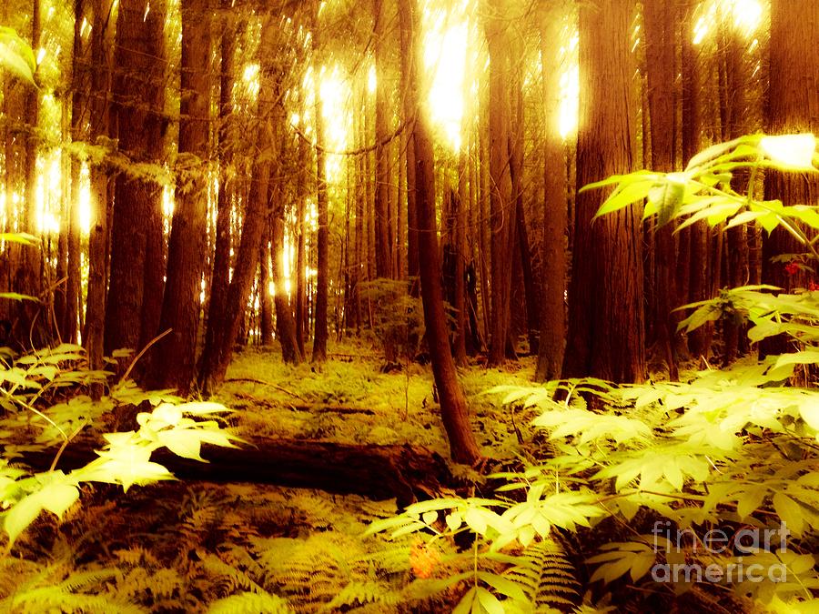 Forest Photograph - Golden Woods by Kim Prowse