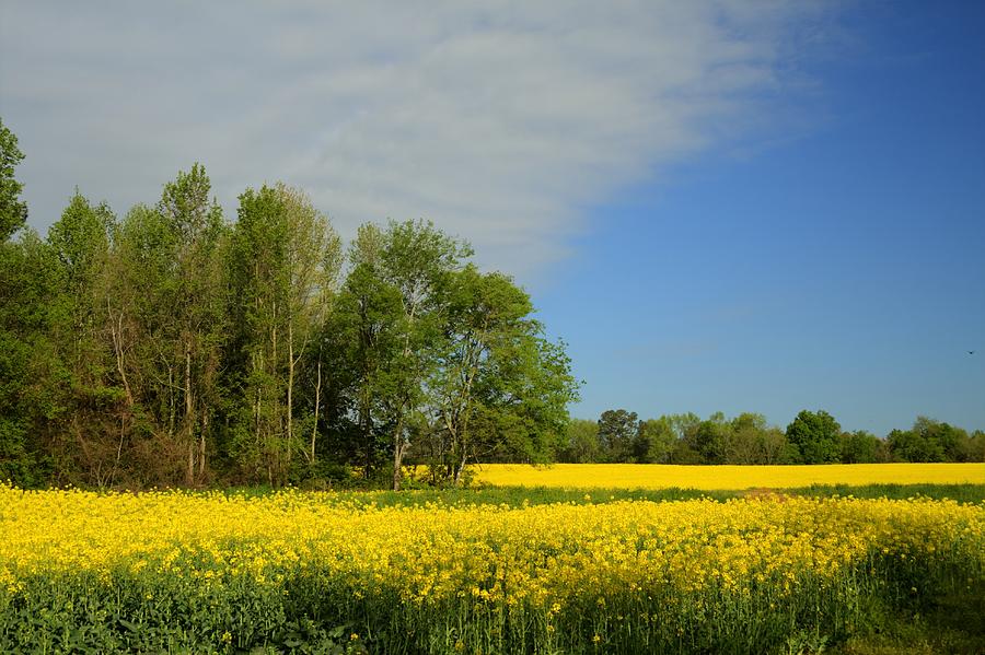 Golden Yellow Canola Oil Crops - Limestone County Alabama Photograph by Kathy Clark