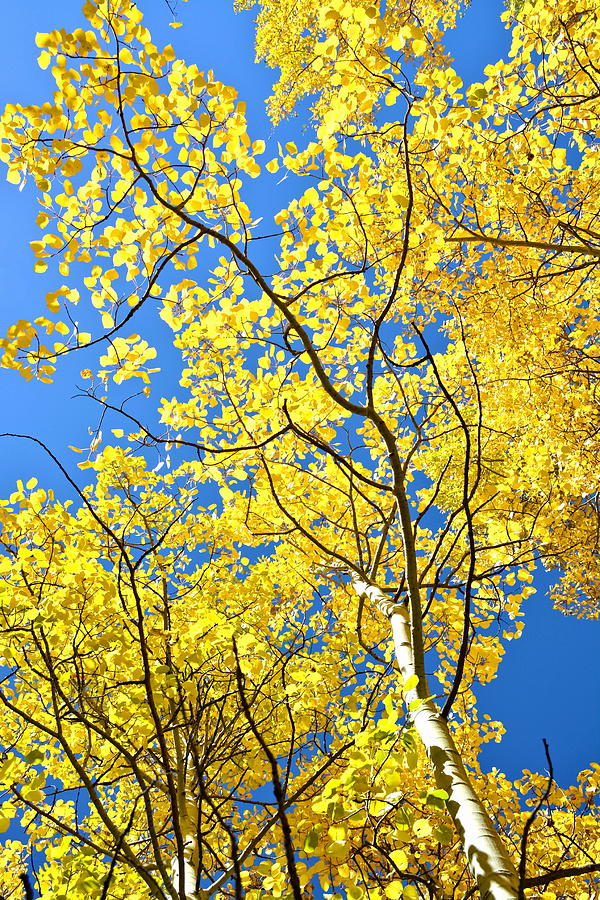Golden Yellow Fall Aspen Leaves in Colorado Photograph by Amy McDaniel