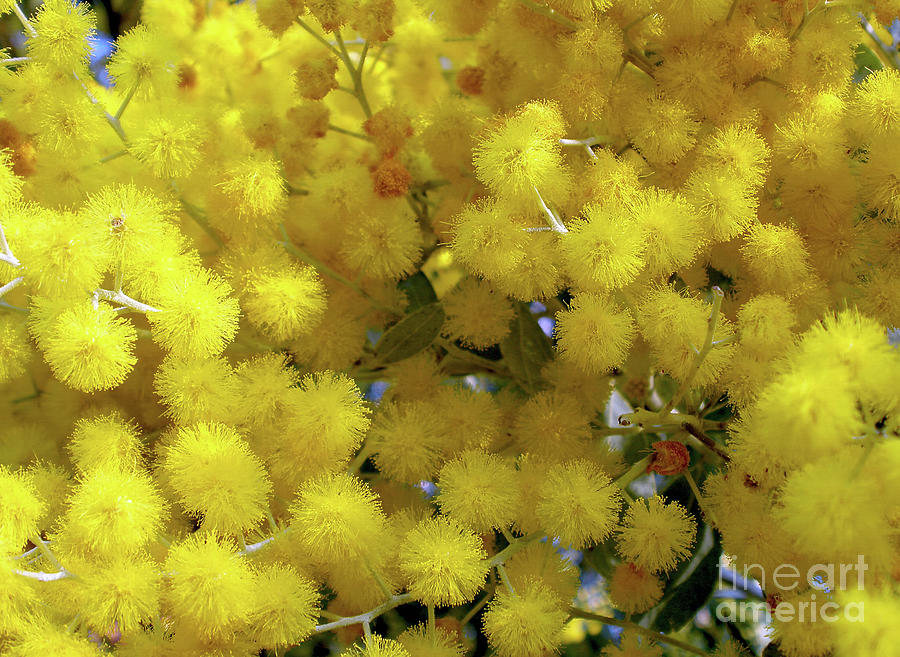 Flower Photograph - Golden Yellow by Kaye Menner
