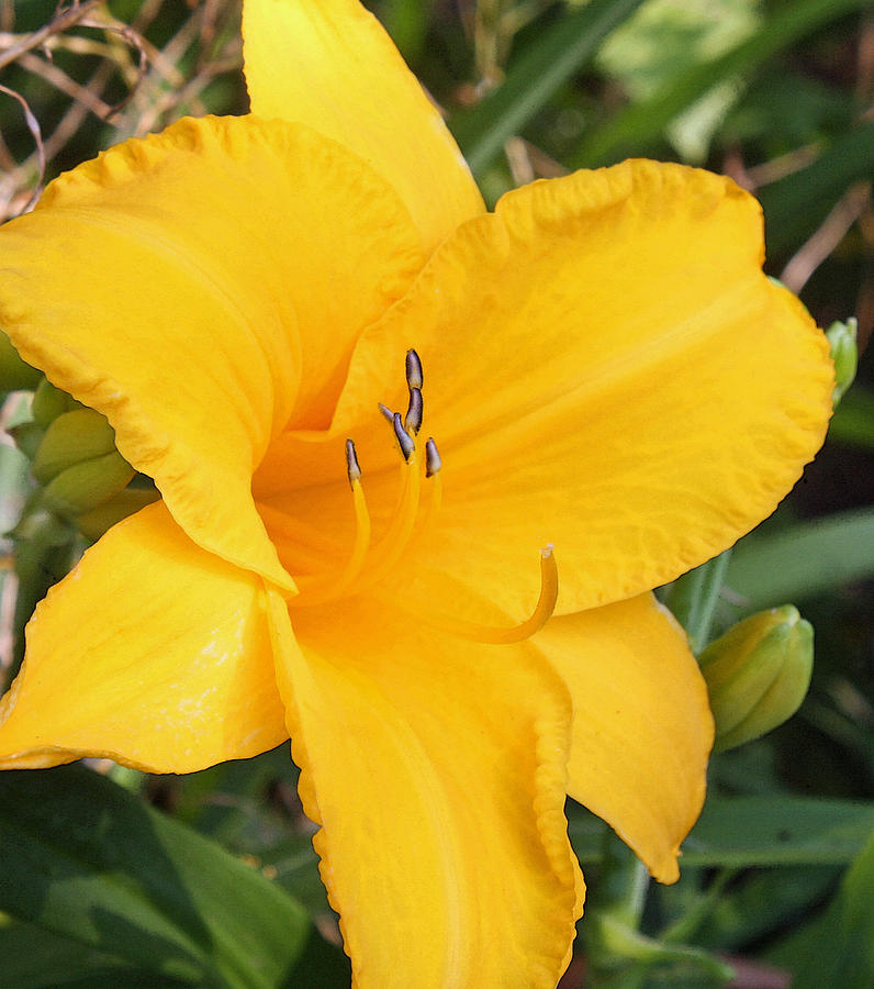 Lily Photograph - Golden Yellow Lily by Ellen Tully