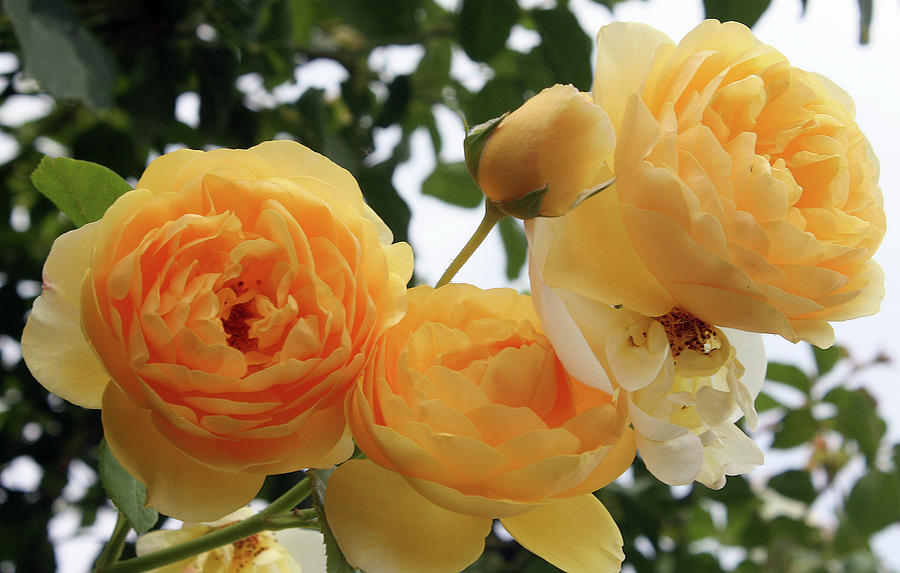 Golden Yellow Roses Photograph by Ellen Tully
