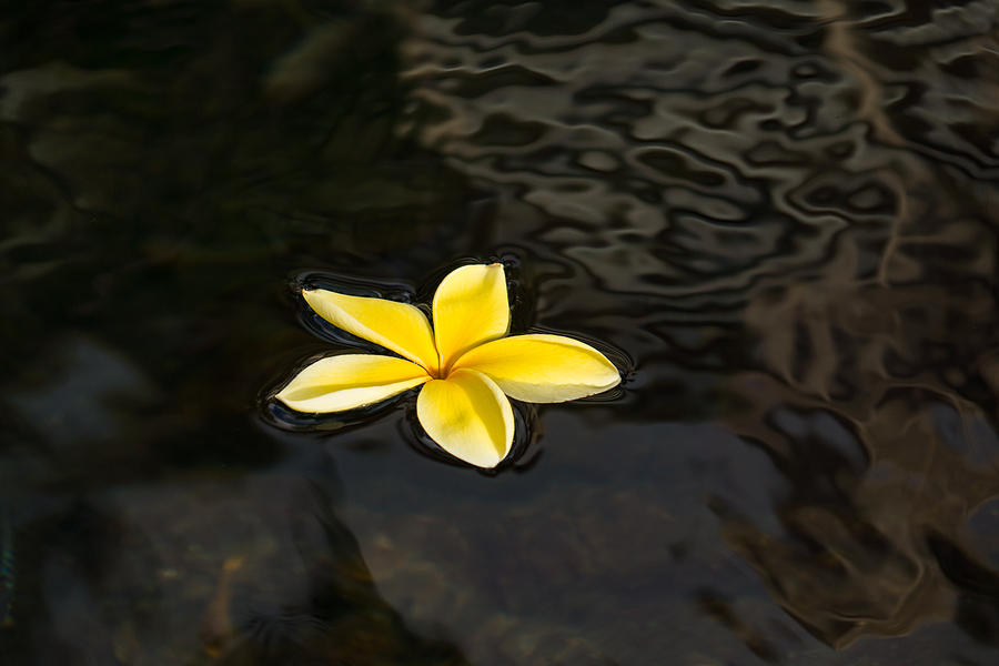 Golden Yellow - Sparkling Plumeria Blossom in Dark Waters Photograph by Georgia Mizuleva