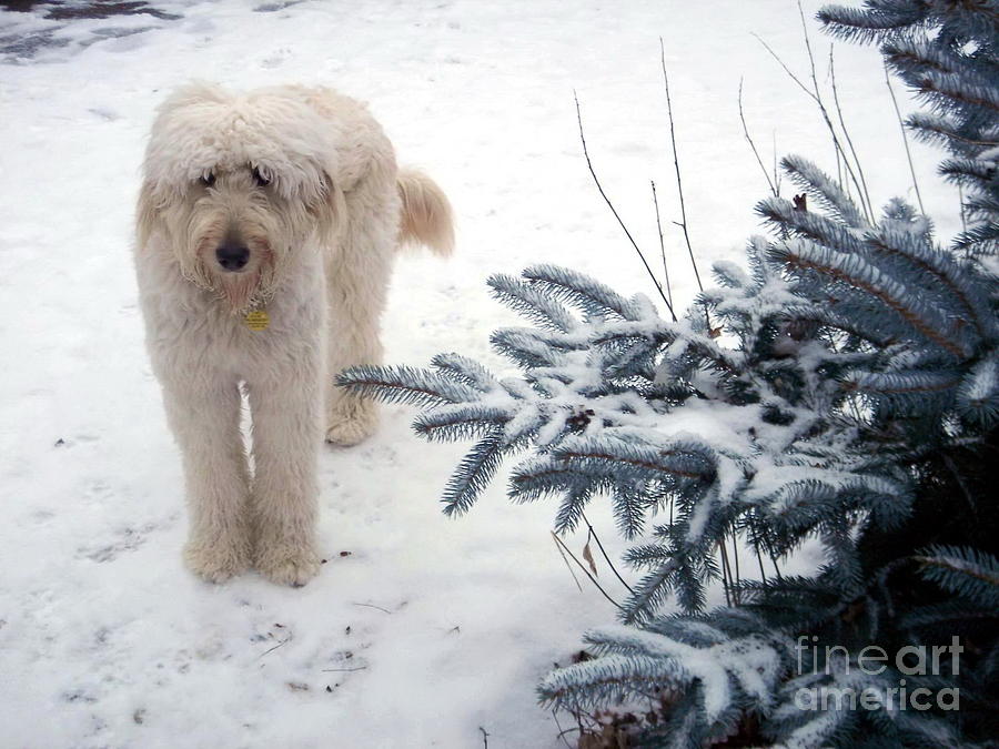 Goldendoodle Photograph by Andrea Kollo
