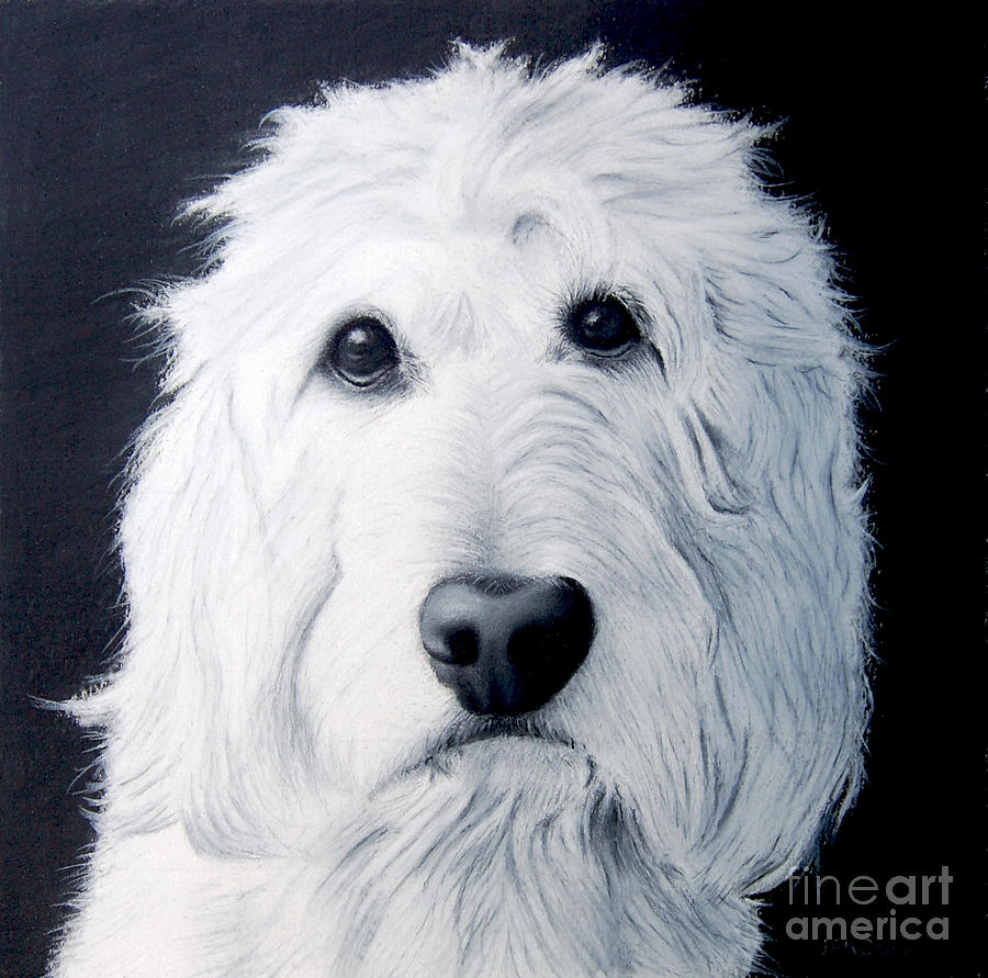 Black And White Drawing - Goldendoodle Portrait by John Small