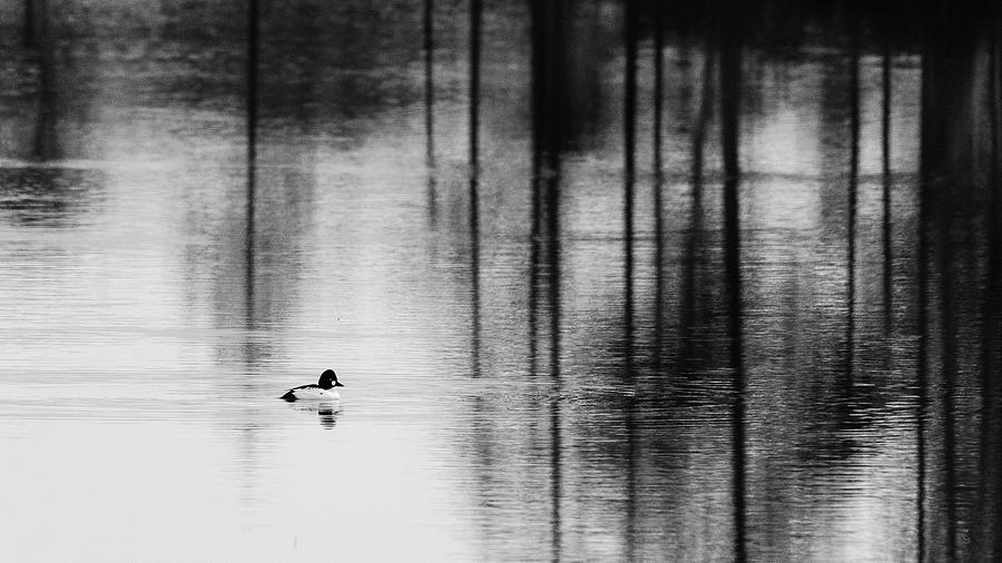 Goldeneye Photograph - Goldeneye in lake by Kolbein Svensson Goldeneye Photograph - Goldeneye in lake by Kolbein Svensson