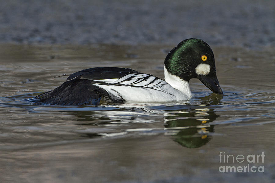 Goldeneye on cold lake Photograph by Ruth Jolly