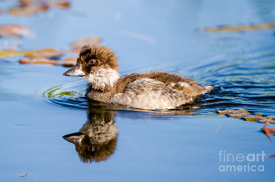 Goldeneye young Photograph by Torbjorn Swenelius