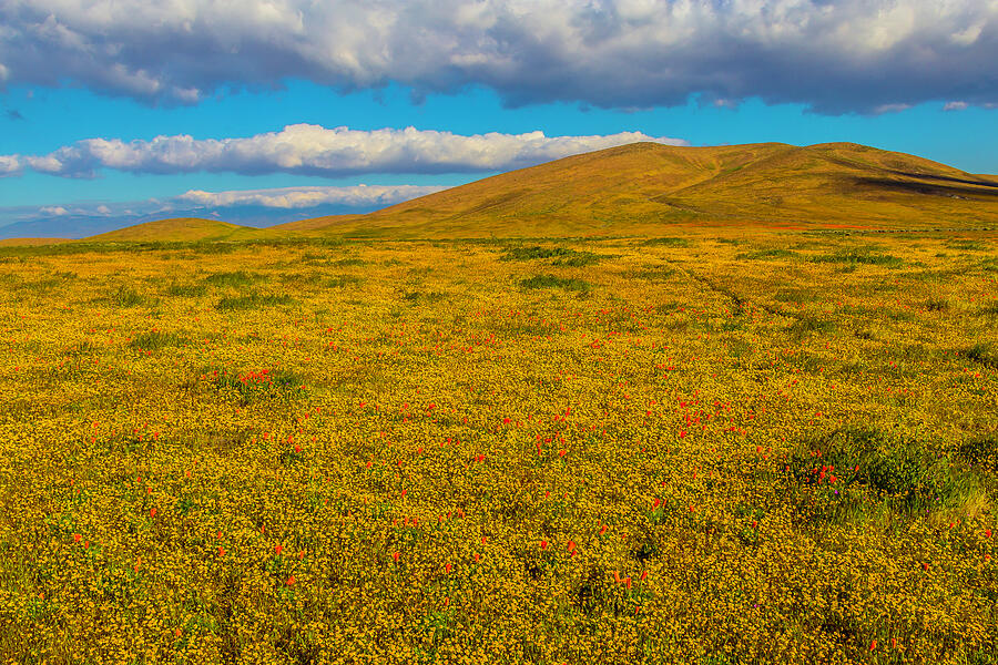 Goldenfield Meadow Photograph by Garry Gay