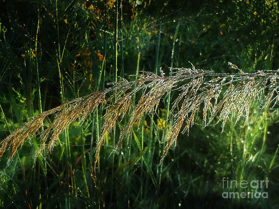 Goldenreed Photograph by Maria Urso