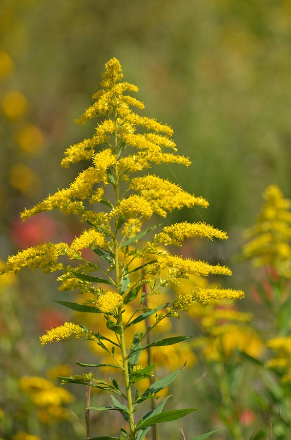 Nature Photograph - Goldenrod 15-01 by Maria Urso