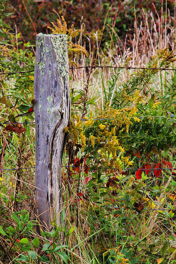 Fall Photograph - Goldenrod And Fenceposts by HH Photography of Florida