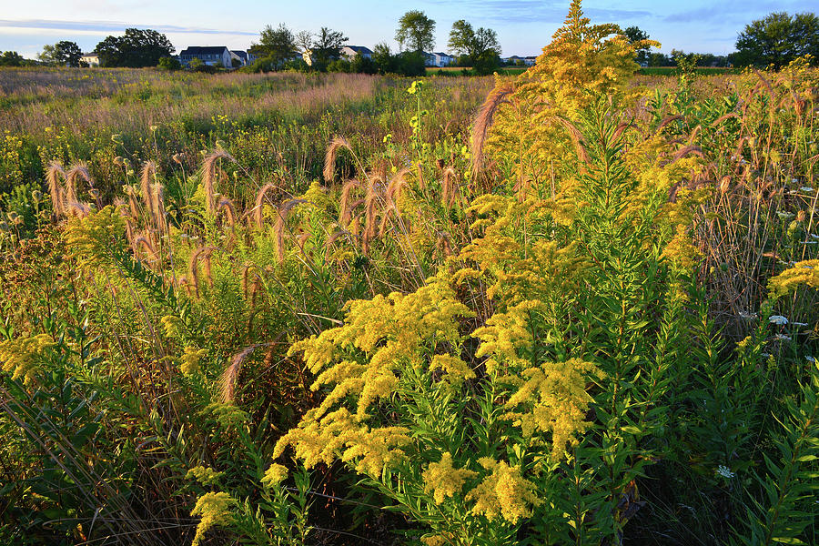 Goldenrod and Grasses at Kishwaukee Headwaters Photograph by Ray Mathis
