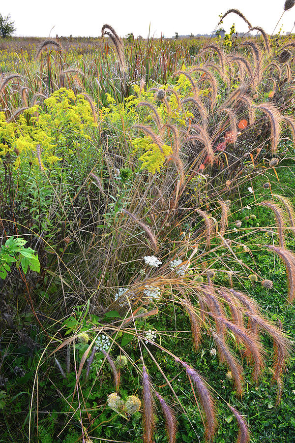 Goldenrod and Grasses in Kishwaukee Headwaters Photograph by Ray Mathis
