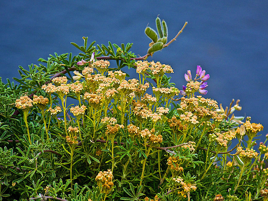 Goldenrod and Pink Pea Flower in Point Lobos State Reserve