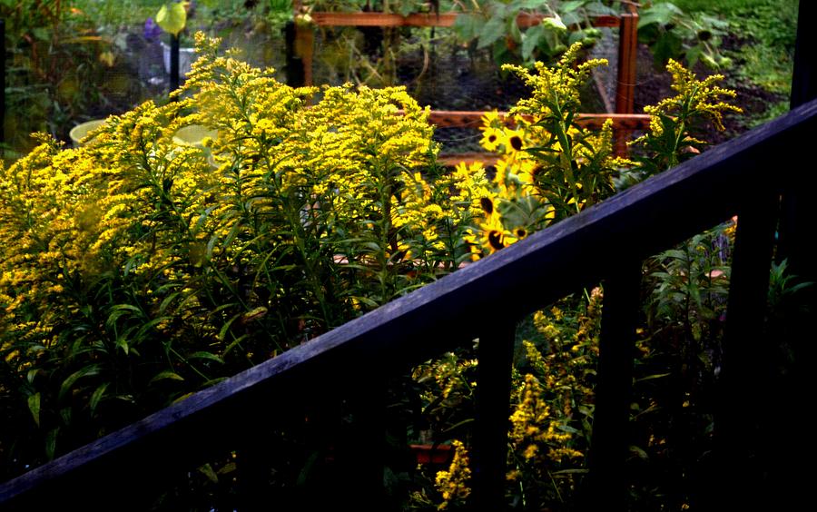 Goldenrod And Sunflowers Photograph