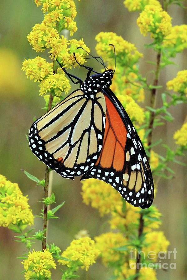 Goldenrod and the Monarch Photograph by Jennifer Robin