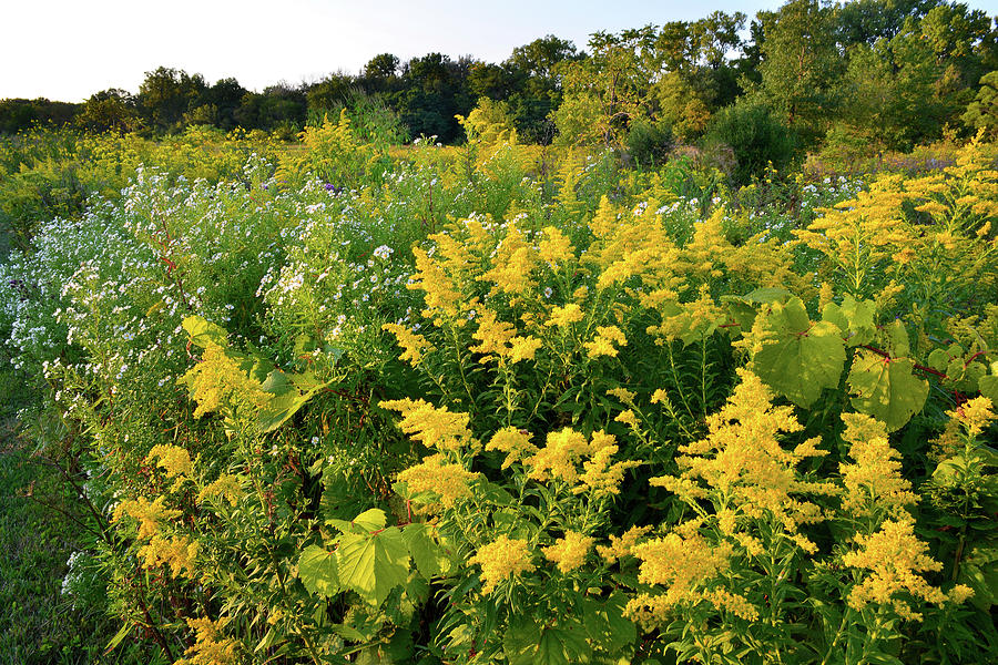 Goldenrod at Sunset at Brookdale Photograph by Ray Mathis