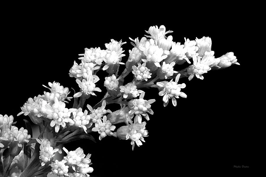 Black/white Photograph - Goldenrod Black and White by Phyllis Denton