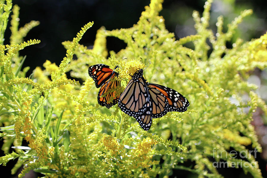 Goldenrod Flowers and Butterflies Photograph by Luana K Perez