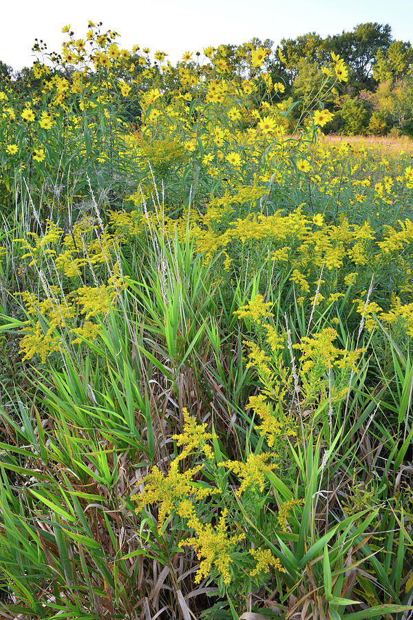 Goldenrod Garden at Brookdale Photograph by Ray Mathis
