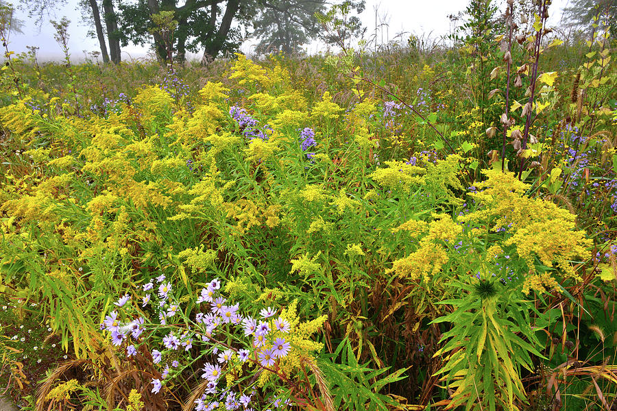 Goldenrod Garden in Glacial Park Photograph by Ray Mathis