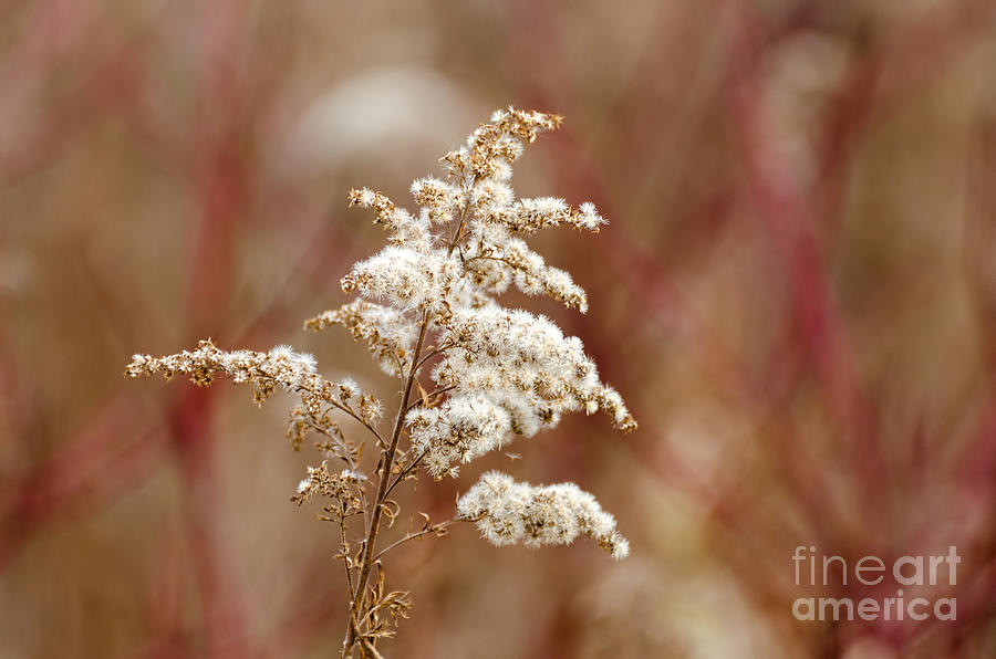 Goldenrod in fall Photograph by Les Palenik