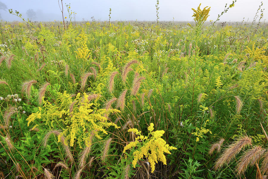 Goldenrod in Glacial Park Photograph by Ray Mathis - Fine Art America